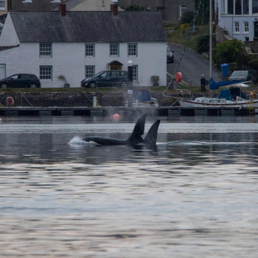 Rock Quay Apartment Killyleagh Luaran gambar